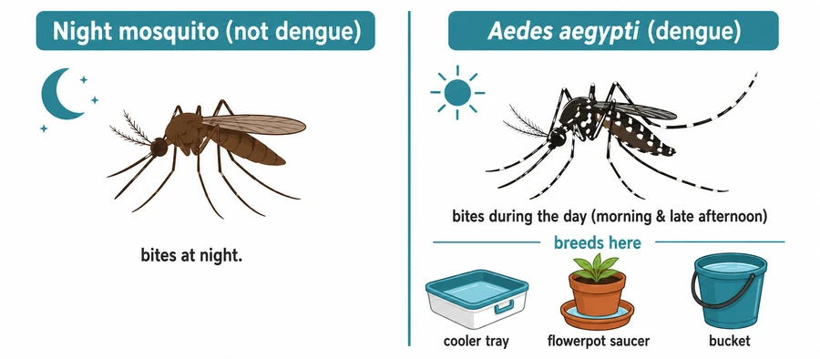 Aedes aegypti (dengue mosquito) bites during the day — unlike the common night mosquito